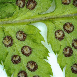 Dryopteris arguta sori © Sue Olsen