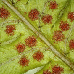 Dryopteris lepidopoda sori © Sue Olsen