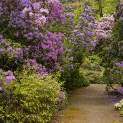 Rhododendron Species Botanical Garden Photo © David Gibson