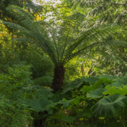 Dicksonia antartica Heronswood Photo © David Gibson