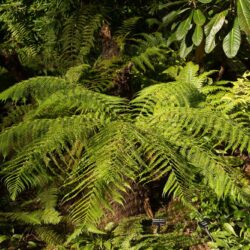Young Dicksonia antartica Photo © David Gibson