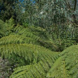 Dicksonia antartica Logan Botanical Garden Photo © David Gibson