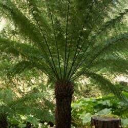 Dicksonia antartica Heronswood Photo © David Gibson