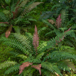 Doodia media Photo © David Gibson