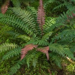 Doodia media Photo © David Gibson