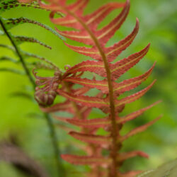 Doodia media new and fertile frond Photo © David Gibson