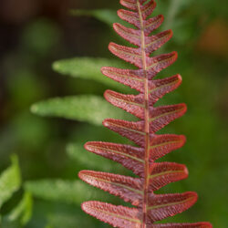 Doodia media new frond Photo © David Gibson