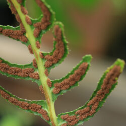 Doodia media Photo © Richie Steffen