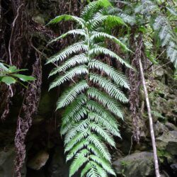 Ferns of Madeira