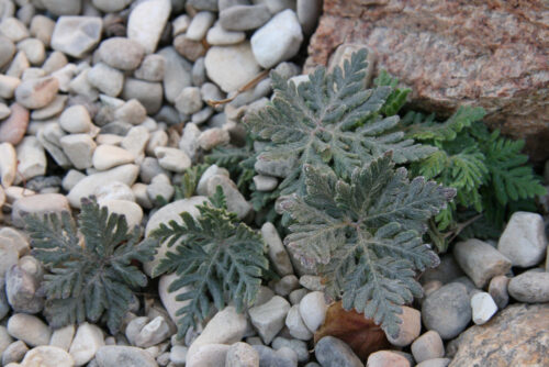 Event drylands ferns