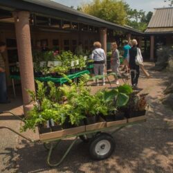 Fern Fest 2022 Photo