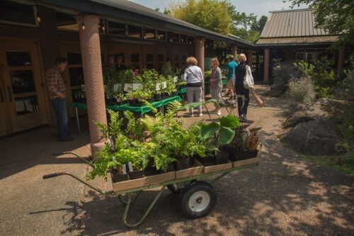 Fern Fest 2022 Photo