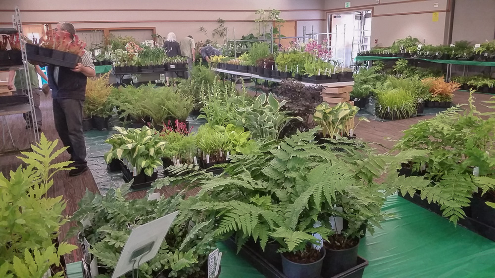 Hardy Fern Foundation Fall Plant Sale Hardy Fern Foundation