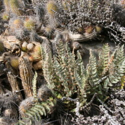 UC Berkeley Botanical Garden