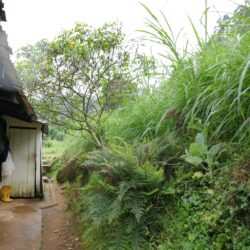 HFF/BPS Winter Webinar - The Ferns of Sri Lanka