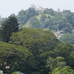 HFF/BPS Winter Webinar - The Ferns of Sri Lanka