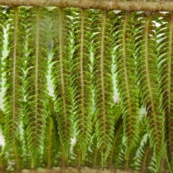HFF/BPS Winter Webinar - The Ferns of Sri Lanka