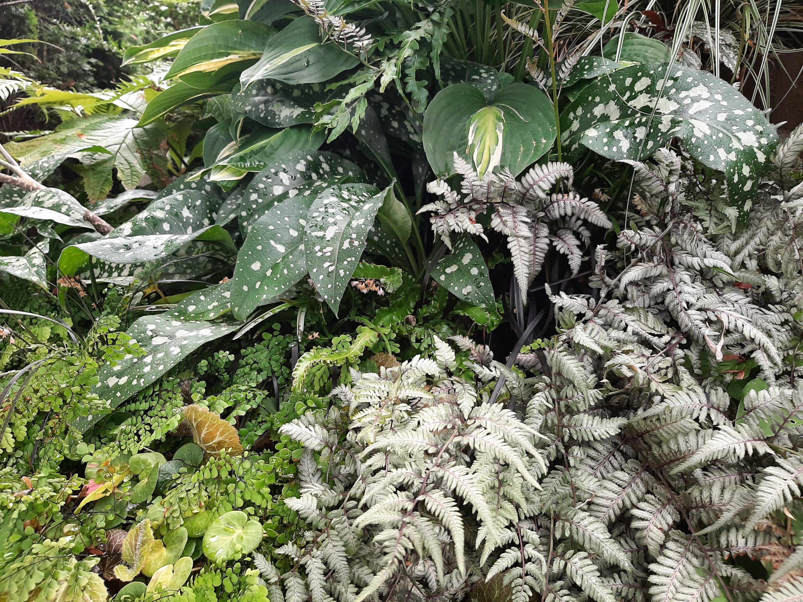 Mt. Baker Area Garden Tour - Sunday, June 4th - Image 4