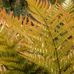 2023 Fall Fern Sale