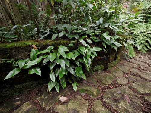 Pyrrosias Combined Lecture