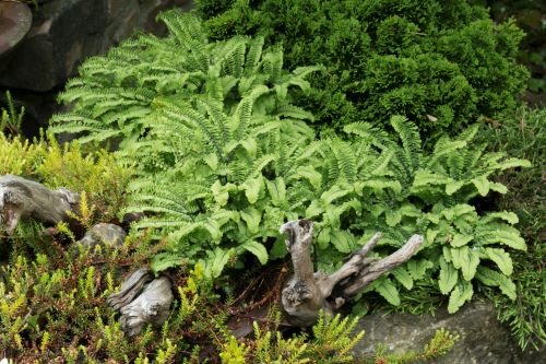 Richie's BPS/HFF Presentation 12/16/23