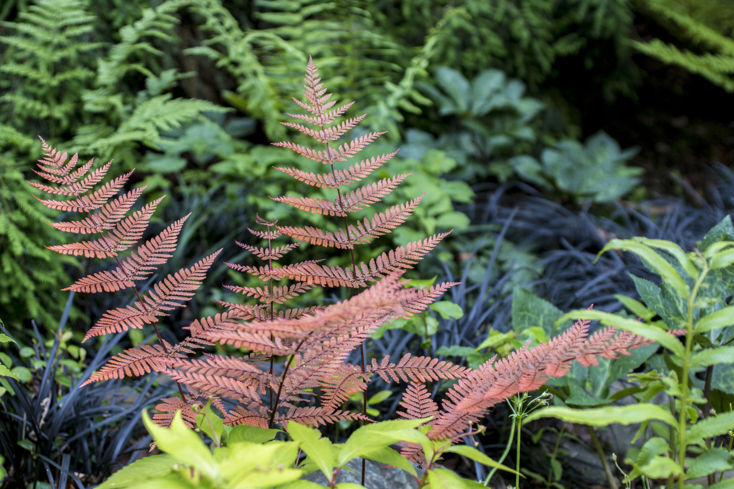 The Odd & Unusual and the Particular & Precious Ferns of My Travels with Richie Steffen