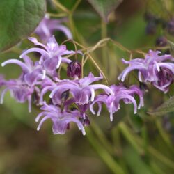 Epimedium-Lilac-Cascade