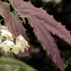 Epimedium-wushanense-Spiny-leaved-Group-Sandy-Claws-OR-Soule-Garden