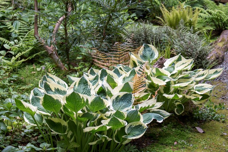Fern Companions Class: Hostas and Other Shade Loving Perennials with Richie Steffen