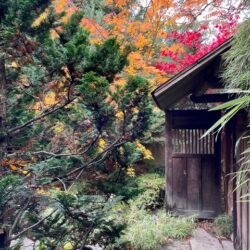 Conifer in the foreground with a rustic building surrounded by red and orange fall season leaf colors.
