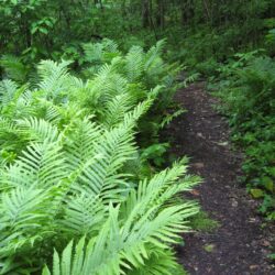 Fernwood affiliated garden