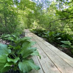 Fernwood affiliated garden