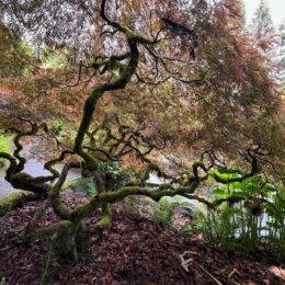Autumn Color Ramble in Kubota Garden with Don Brooks - 1 pm Tour 2026