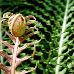 Close-up of a new frond of Blechnum brasiliense, featuring reddish, tightly coiled fiddlehead emerging from the center