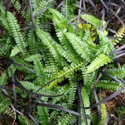 Close-up of Blechnum penna-marina fern with fine, delicate, bright green fronds, paired with dark, almost black, grass-like leaves of black mondo grass.