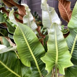 Close-up of Pyrrosia sheareri fern with leathery, elongated, dark green fronds that are densely covered with fine, silvery hairs along the edges.