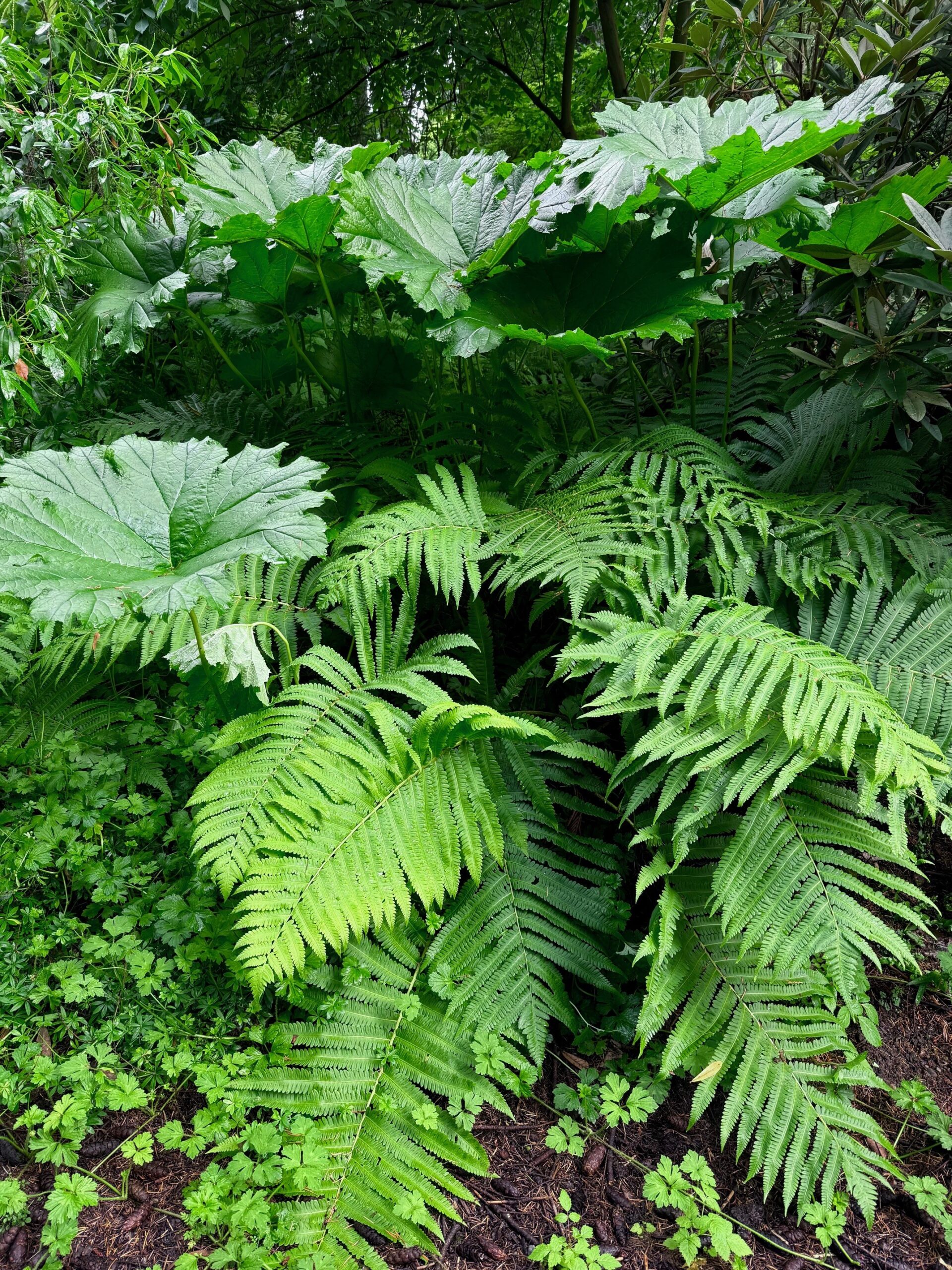 2026 Fern Fest at the Bellevue Botanical Garden
