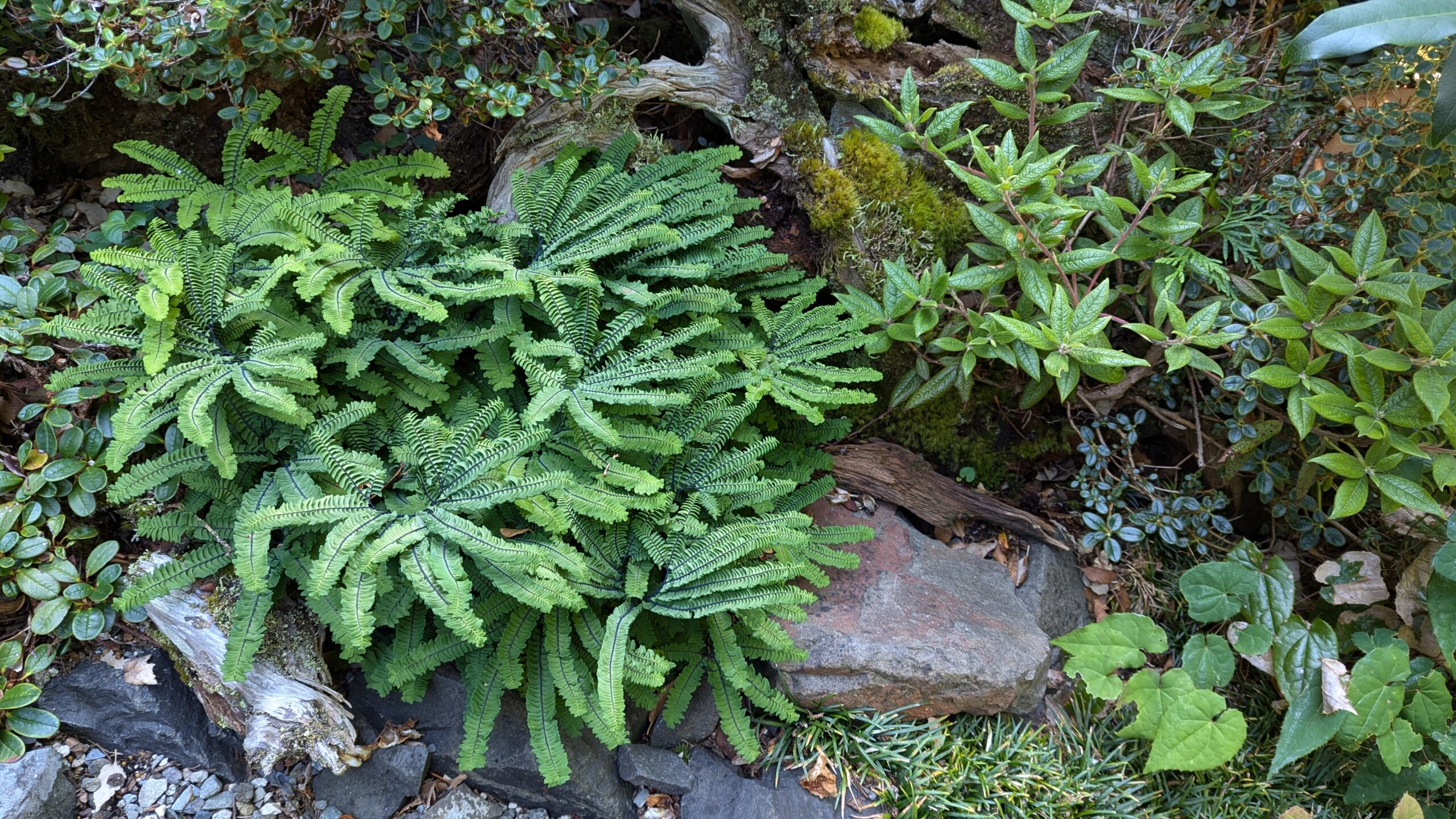 Webinar: Right Fern, Right Place with Richie Steffen