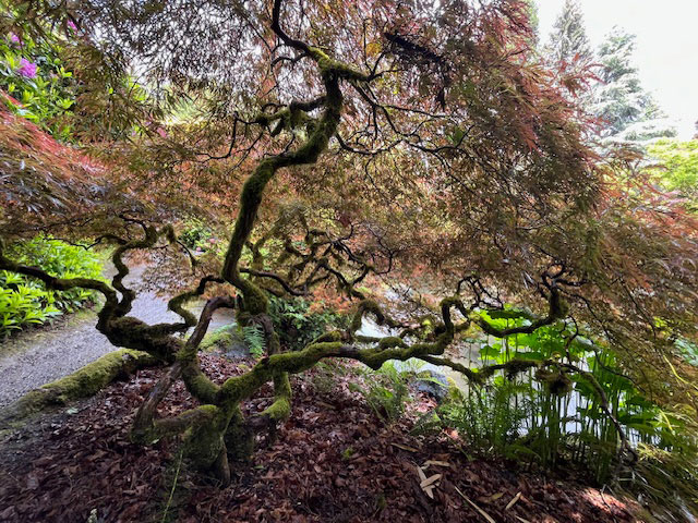 Fall Walk Through Kubota Garden with Don Brooks
