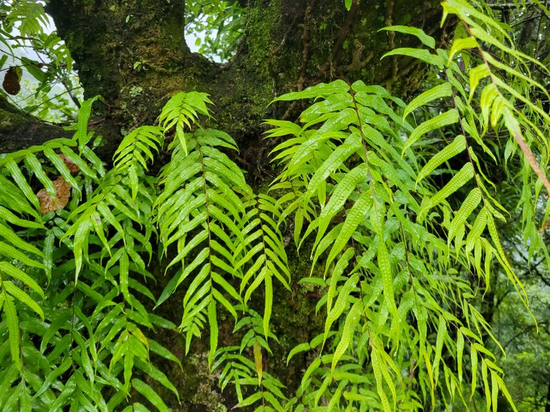 Ferns in Arunachal Pradesh image