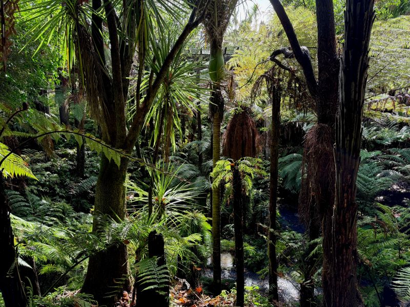 Auckland Fernery image