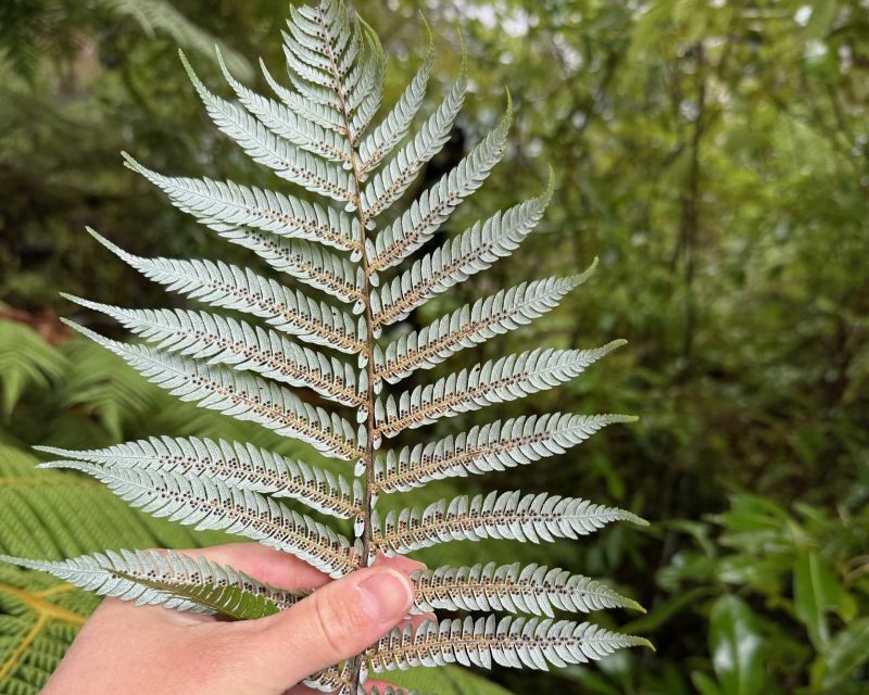 Cyathea (Alsophila) dealbata l image