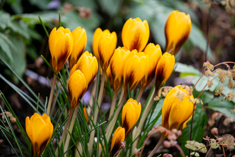 Image of Crocus Goldilocks