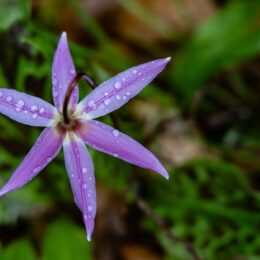 A Spring Erythronium Walk Through Dunn Gardens