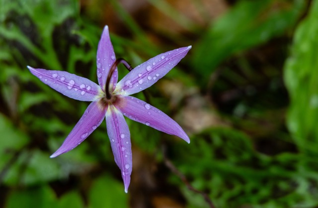 A Spring Erythronium Walk Through Dunn Gardens