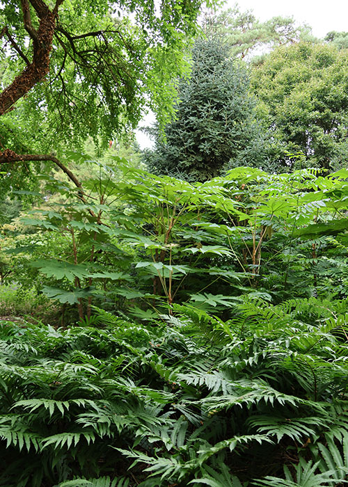 Onoclea orientalis