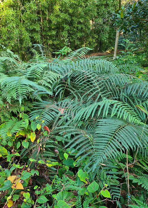 Thelypteris erubescens