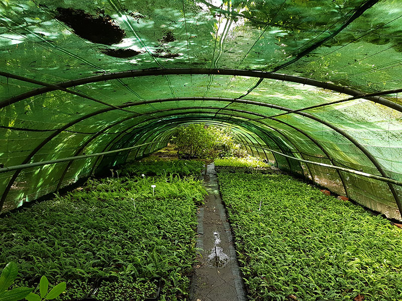 Image of the nursery shade house, rows of ferns