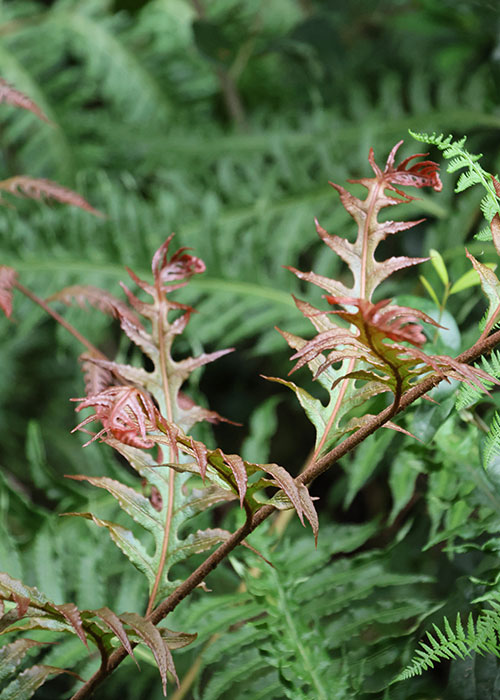 Woodwardia unigemmata undulate form