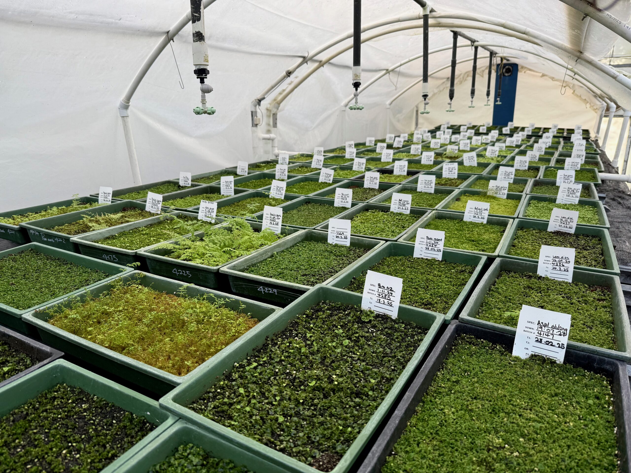 The Art of Propagation from Spore
